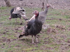 Pair of young turkeys for sale