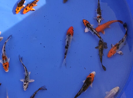 koi High Grade  normal and butterfly
