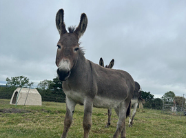 STUD Donkey