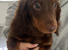 Beautiful dachshund pups