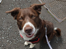 looking for Loving Forever Home for Border Collie