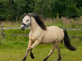 Registered 2 yr old buckskin gelding
