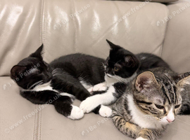 Kitten