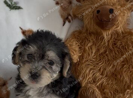 Gorgeous friendly F1 Cavapoo pups