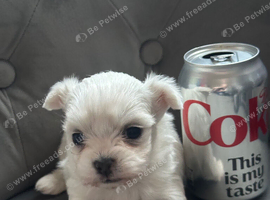 Toy Chihuahua pup