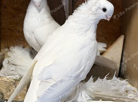 Armaveri White Pigeon Young and adult