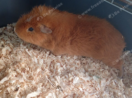 Beautiful ginger male