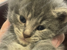Five gorgeous babies looking for their new homes