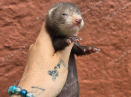 Beautiful ferret kits