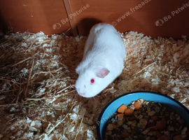 White self pew guinea pigs