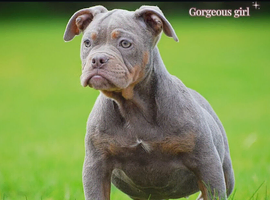 23 years, 5Rated Licensed, old tyme bulldog, olde English bulldogs