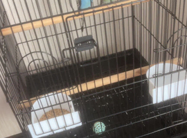 Budgies