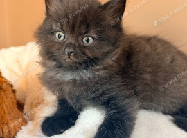 British shorthair cross kitten