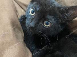 Male Kitten