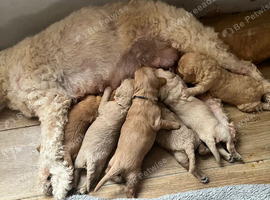 Beautiful Golden Doodle Puppies &ndash; Loving Family Companions