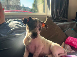 Beautiful 10 week old staffy girl
