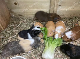 Male guinea pigs 5 to 6 weeks old