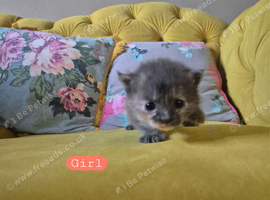 Kittens inc beautiful Greys