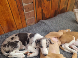 Lurcher pups collie cross