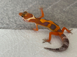 Hatchling leopard gecko for sale