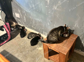 2 Kittens