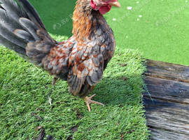 This year's serama cocks