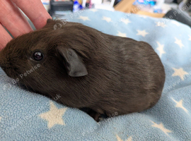 Young guinea pig boars