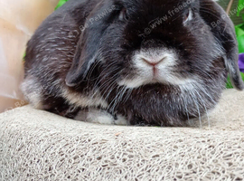 Mini lop