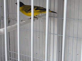 Pair Black hooded siskins + Pair Redpolls
