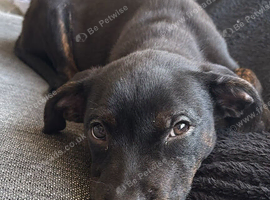 14 week pup