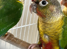 Conures babies semi-tamed