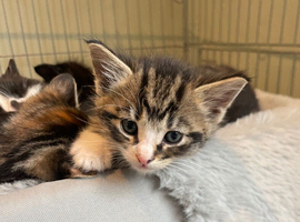 kittens for sale