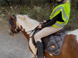 Super safe 4yo cob gelding for full loan