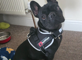 RELUCTANT REHOME BLACK FRENCH BULLDOG GIRL