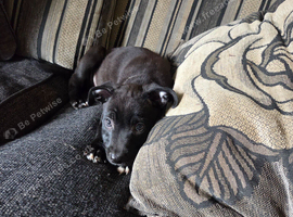 Lurcher cross