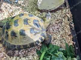 Horse field Tortoise for sale