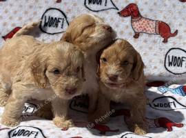 F1 Cockerpoo puppies ready to leave