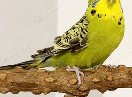 Show budgie called Wilson