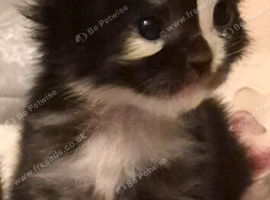 Ragdol x persian kittens