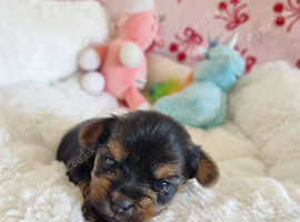 Yorkshire terrier Puppies