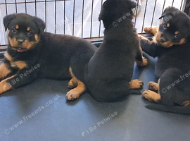 Rottweiler puppies