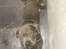 Cane corso stud
