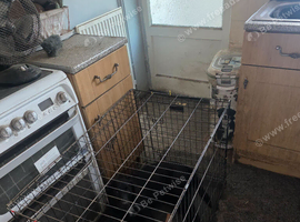 Female jack russel