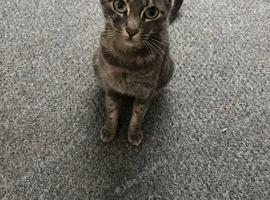 Piglet needs a forever home