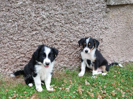 2 adorable sheep dog pups for salr