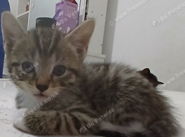 Beautiful Male Kitten