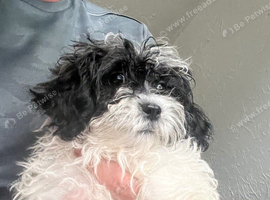 2 beautiful shih tzu baby girls