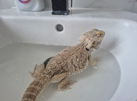 Super Cuddly Bearded Dragon
