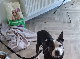 Female staffy