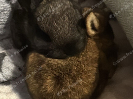 Baby rabbits for sale
